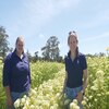 Two women stand between rows of white carrot seed crops 